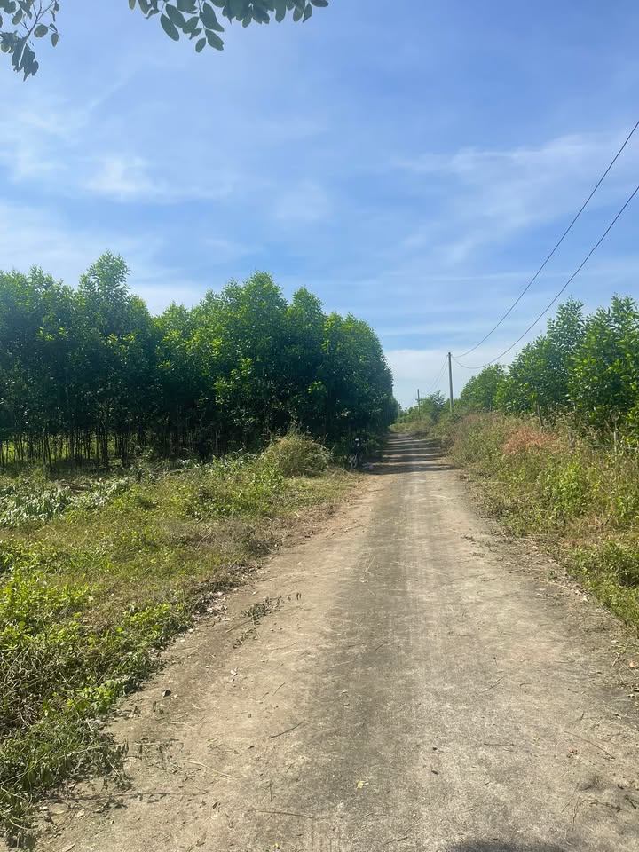 Đất nền Suối Cao, Xuân Lộc 1000m² giá chỉ 360 triệu - Cơ hội đầu tư tuyệt vời!