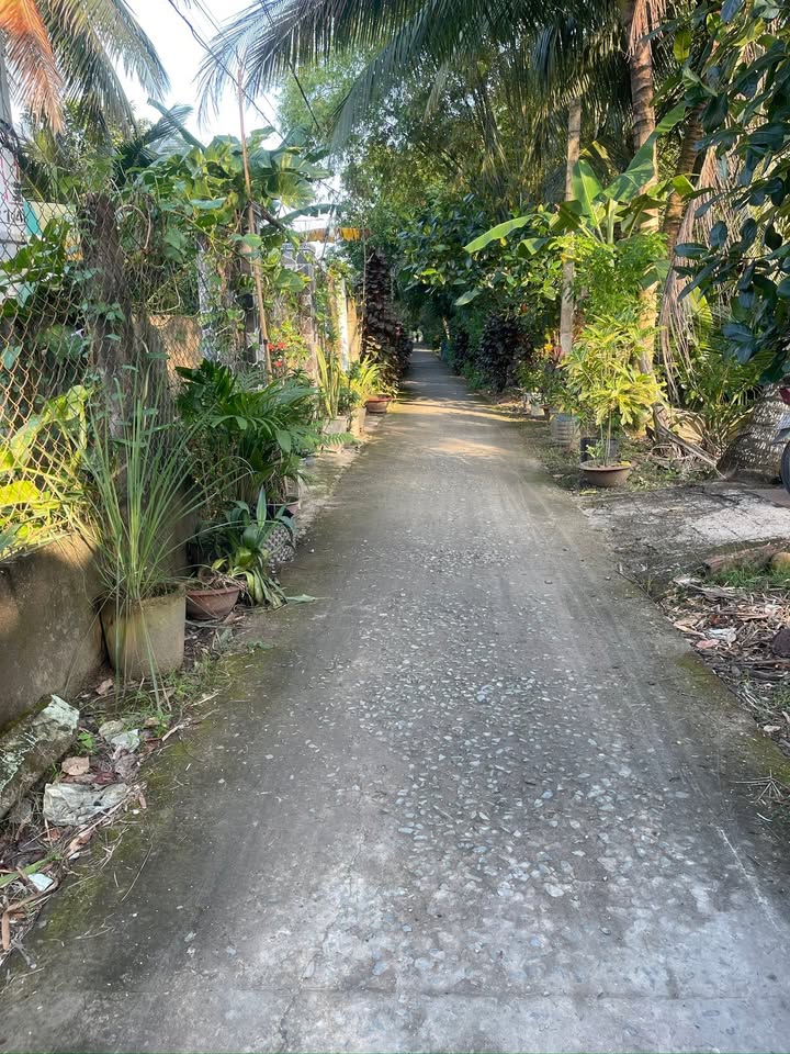 Đất nền Tân Hội, Đồng Tháp 80m² giá 250 triệu - Đầu tư sinh lời ngay!