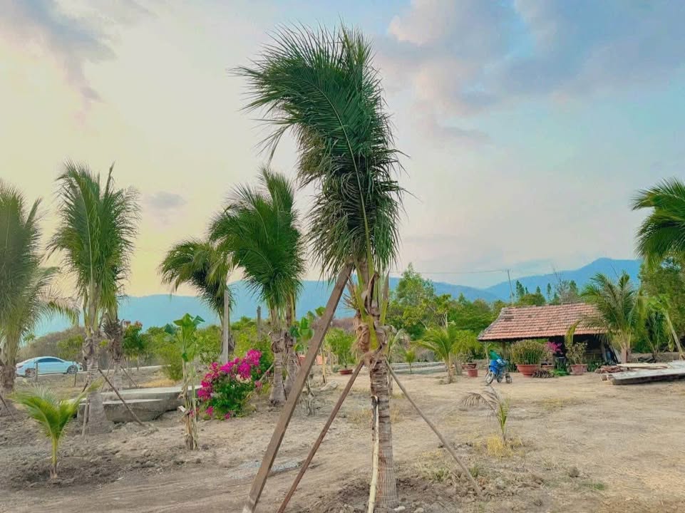 Farm Ninh Tây 3678m² giá 3.5 tỷ - Mặt đường lớn, có suối nước nóng!