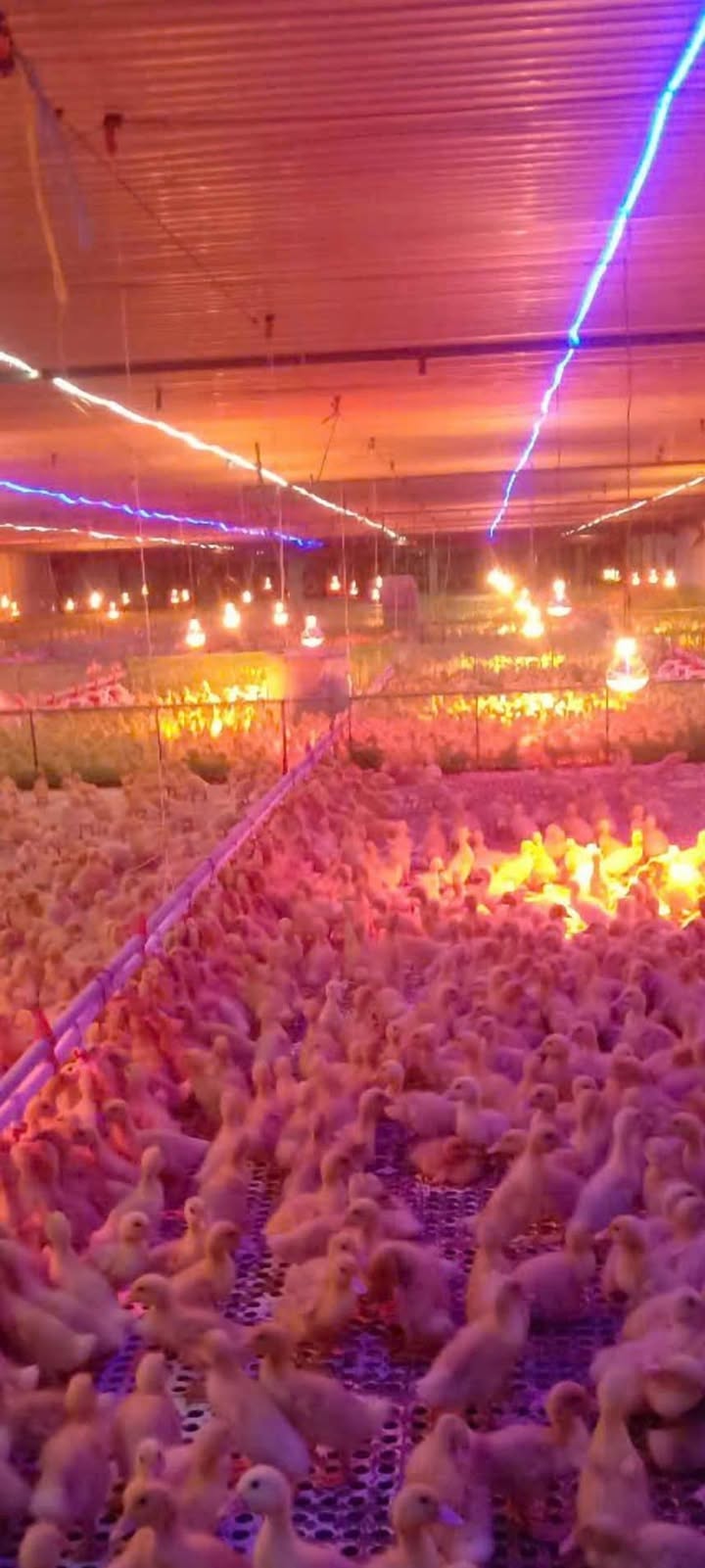 Farm 5ha Thuận Minh, Hàm Thuận Bắc giá 27 tỷ - Bán gấp, đầu tư hiệu quả!