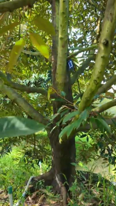 Farm 42,000m² tại ấp Hoà Điền, Cái Bè - Đất vuông đẹp, giá chỉ 3.04 tỷ!