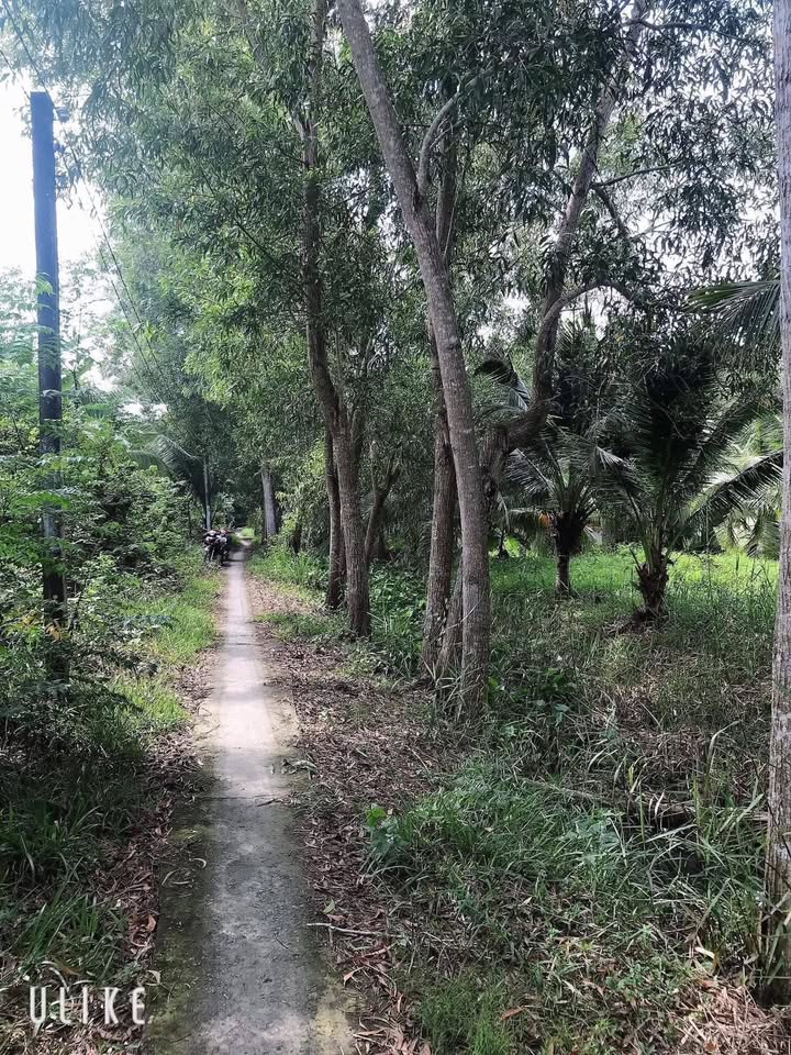 Đất nền Phước Hậu Vĩnh Long 1462m² giá 2.193 tỷ - Tiềm năng sinh lời cao!