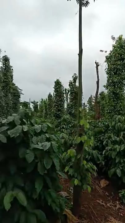 Đất nền Ea Quế Cư M'gar 6000m² giá 1.9 tỷ - Cơ hội đầu tư hiếm có!