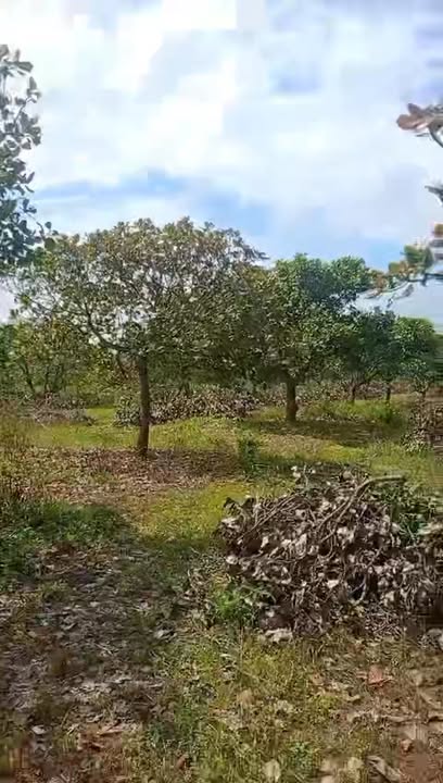 Đất trồng điều tại xã Quảng Hiệp, huyện Cư M'gar 9300m² giá 1 tỷ - Chính chủ bán gấp!