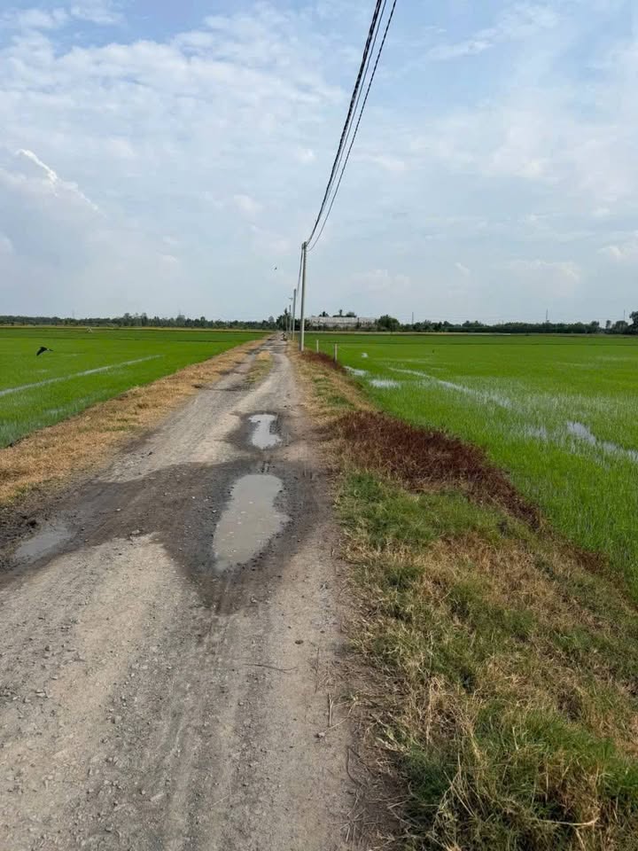 Đất thổ cư 798m² Bình Hòa Bắc Đức Huệ Long An - Giá chỉ 1.4 tỷ!