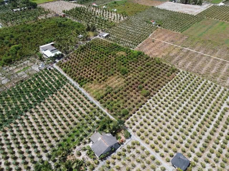 Đất nông nghiệp ấp Phú Xuân 2, Châu Thành, Long An 4610m² giá 1.98 tỷ - Cơ hội đầu tư hấp dẫn!