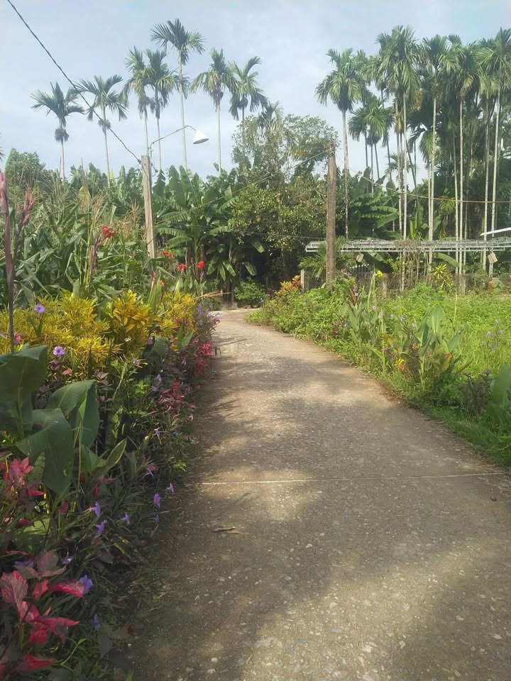 Đất nền Nghĩa Trung Tư Nghĩa 150m² giá chỉ 3xx triệu - Không bao giờ ngập lụt!