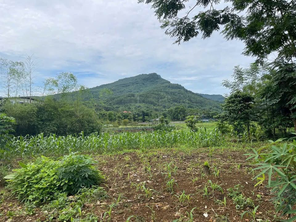 Đất mặt đường Ba Trại Ba Vì 300m² chỉ 2.1 tỷ - Tiềm năng đầu tư lớn!