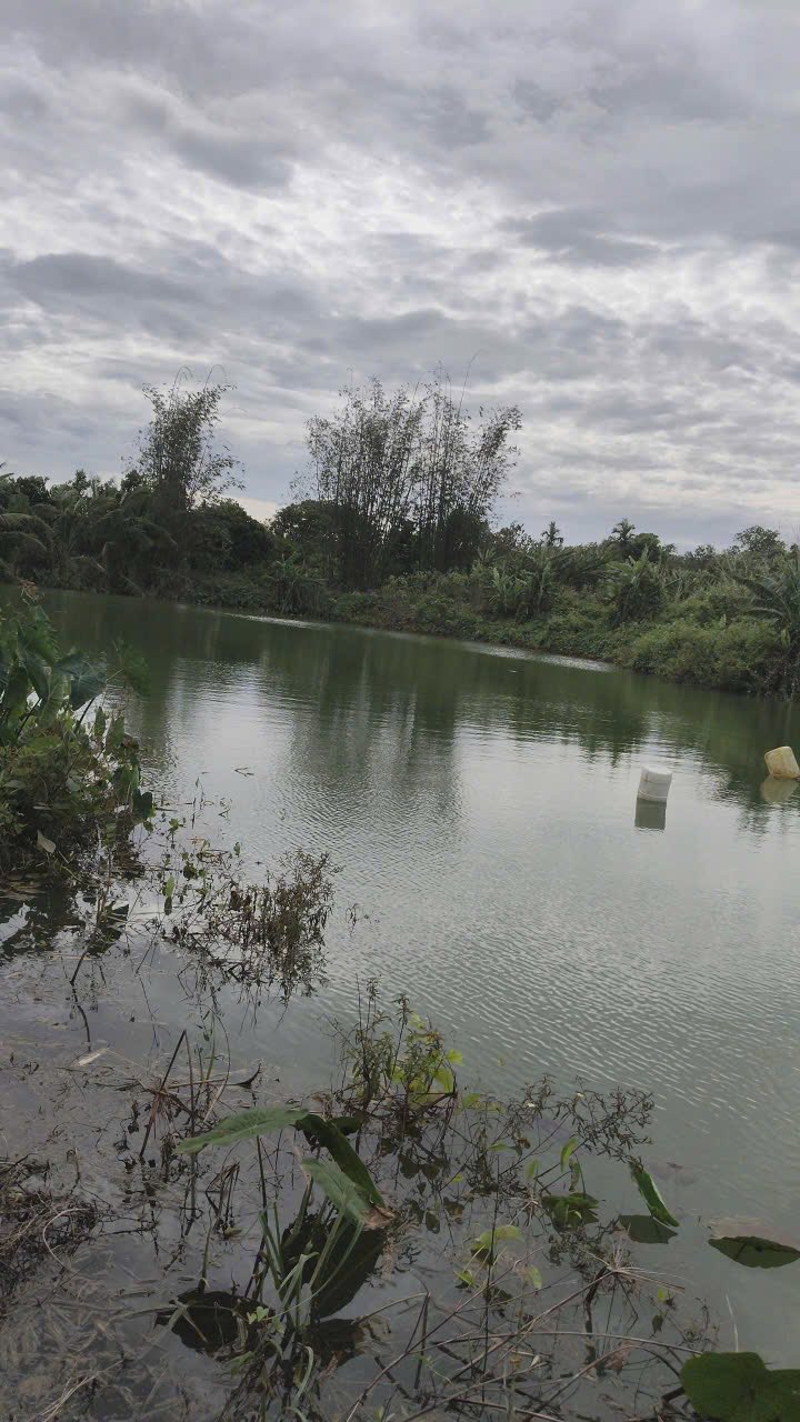 Đất nền chính chủ tại thôn 16, xã Đắk Sin, Đắk Nông 32000m² giá 1.75 tỷ - Đầu tư sinh lời ổn định!