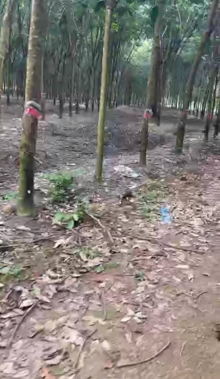 Đất nông nghiệp An Long Phú Giáo 2,6ha giá 10 tỷ - Cơ hội đầu tư tuyệt vời!