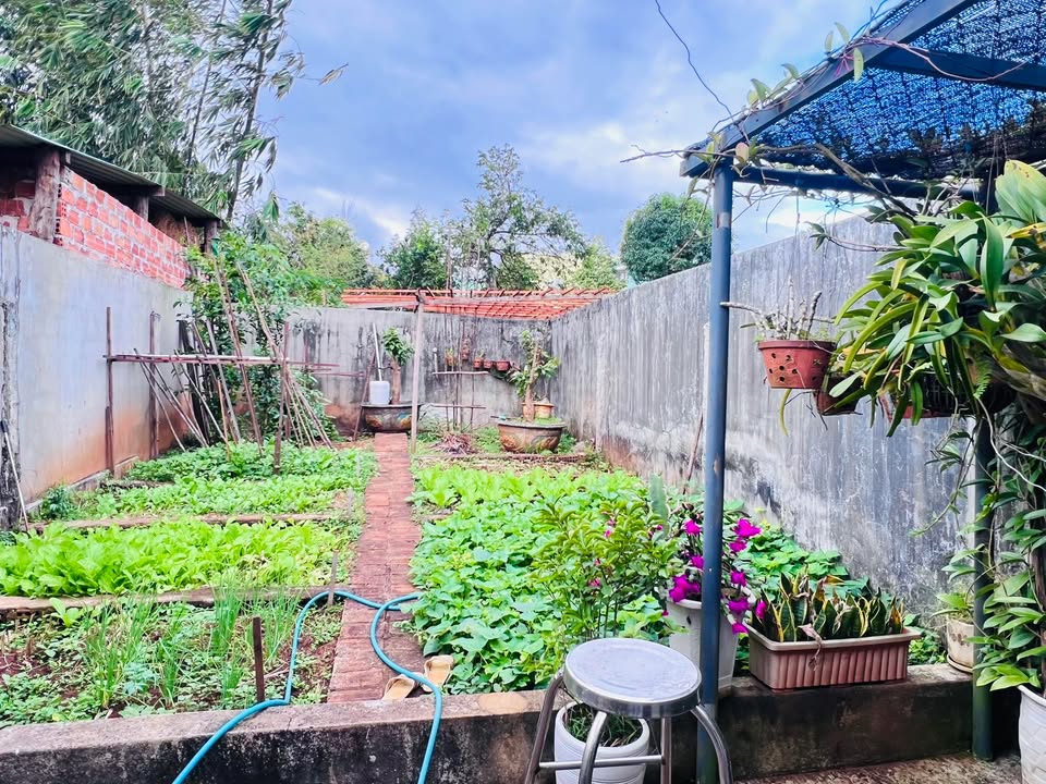 Nhà phố Lý Nam Đế, Pleiku 225m² giá 3 tỷ - Không gian sống xanh mát!