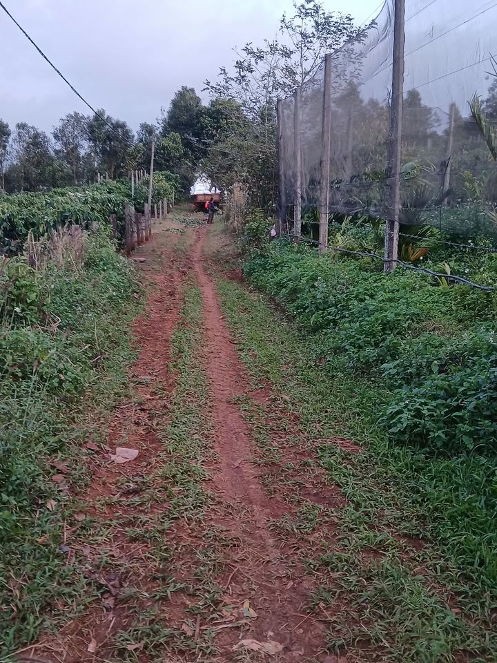 Farm 1ha2 tại Ia Kênh, Pleiku giá 3 tỷ - Cơ hội đầu tư tuyệt vời!