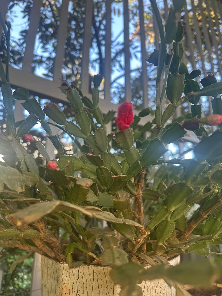 Nhà cấp 4 Cư Êbur 2 phòng ngủ giá 3 triệu - Không gian sống thoải mái!