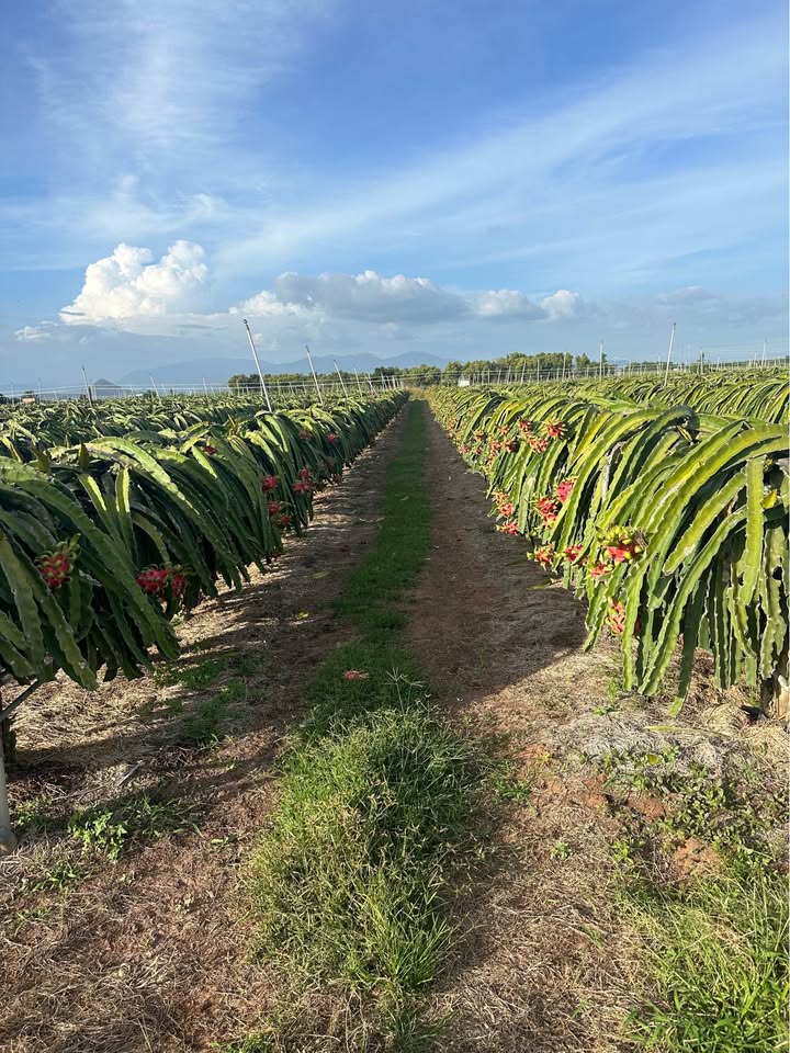 Đất Farm Hòa Thắng, Bắc Bình 33.000m² giá 10 tỷ - Tiềm năng đầu tư lớn!