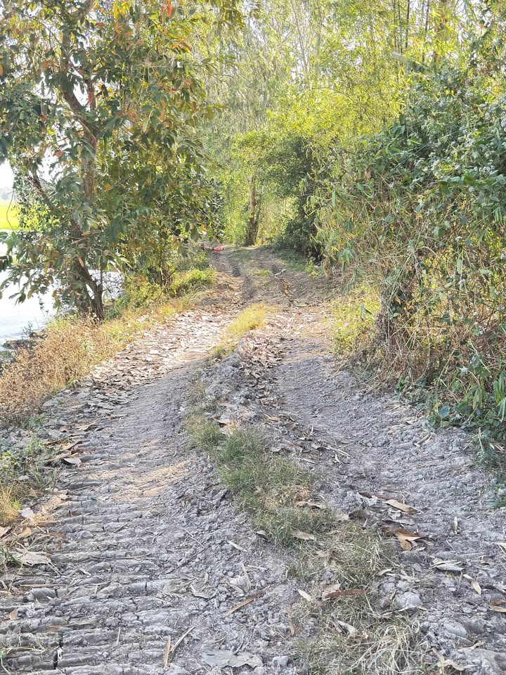 Đất nông nghiệp 6.000m² tại Định Mỹ, An Giang - Giá chỉ 155 triệu!