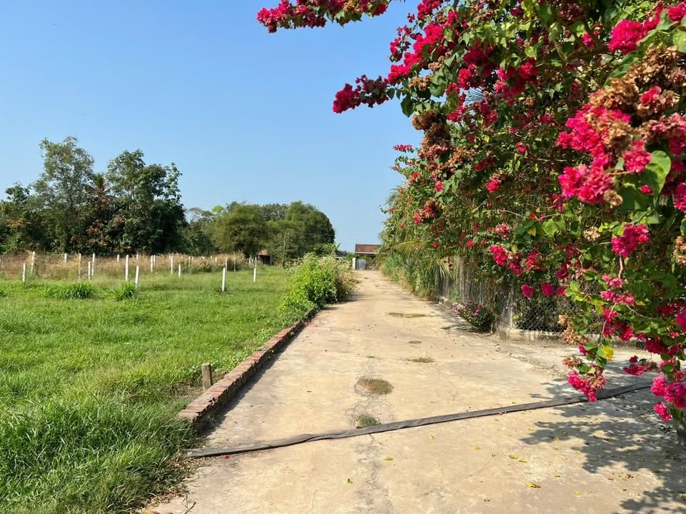 Đất thổ cư 470m² tại Gò Dầu, Tây Ninh - Vị trí đắc địa cho xây trọ!