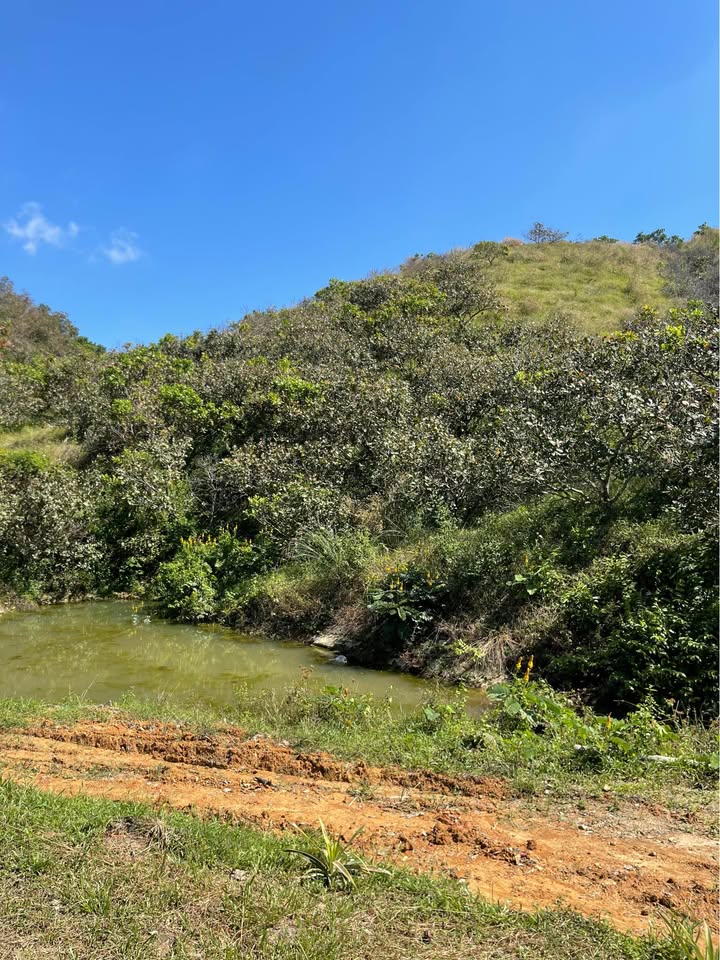 Đất nông nghiệp An Nhơn, Đạ Tẻh 1ha giá 900 triệu - Cơ hội đầu tư hấp dẫn!