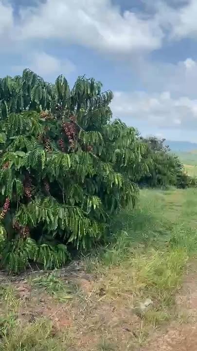 Đất Tân Văn Lâm Hà 9000m² giá 1.37 tỷ - Mặt tiền rộng, vị trí đắc địa!