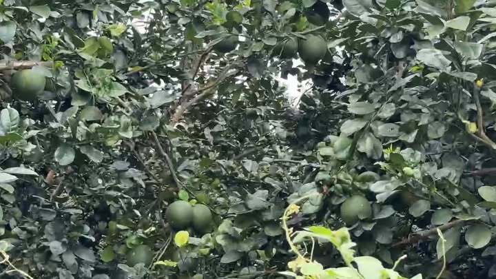 Đất vườn Khánh Phú 14.672m² giá 2.2 tỷ - Cơ hội đầu tư sinh lời!