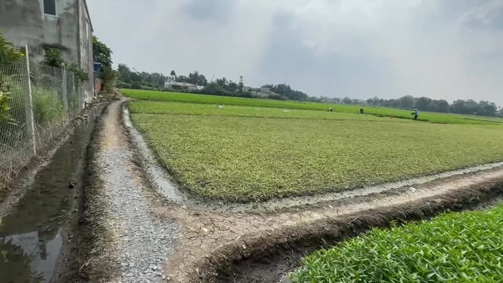 Cho thuê đất Farm 3200m² xã Bình Mỹ Củ Chi - Giá chỉ 2.2 triệu/tháng