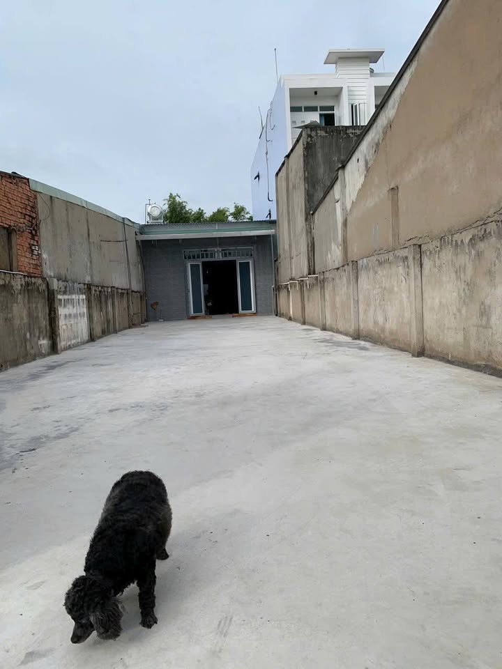 Nhà cấp 4 mặt tiền Trịnh Thị Miếng Hóc Môn 295m² - Kinh doanh thuận lợi, giá tốt!