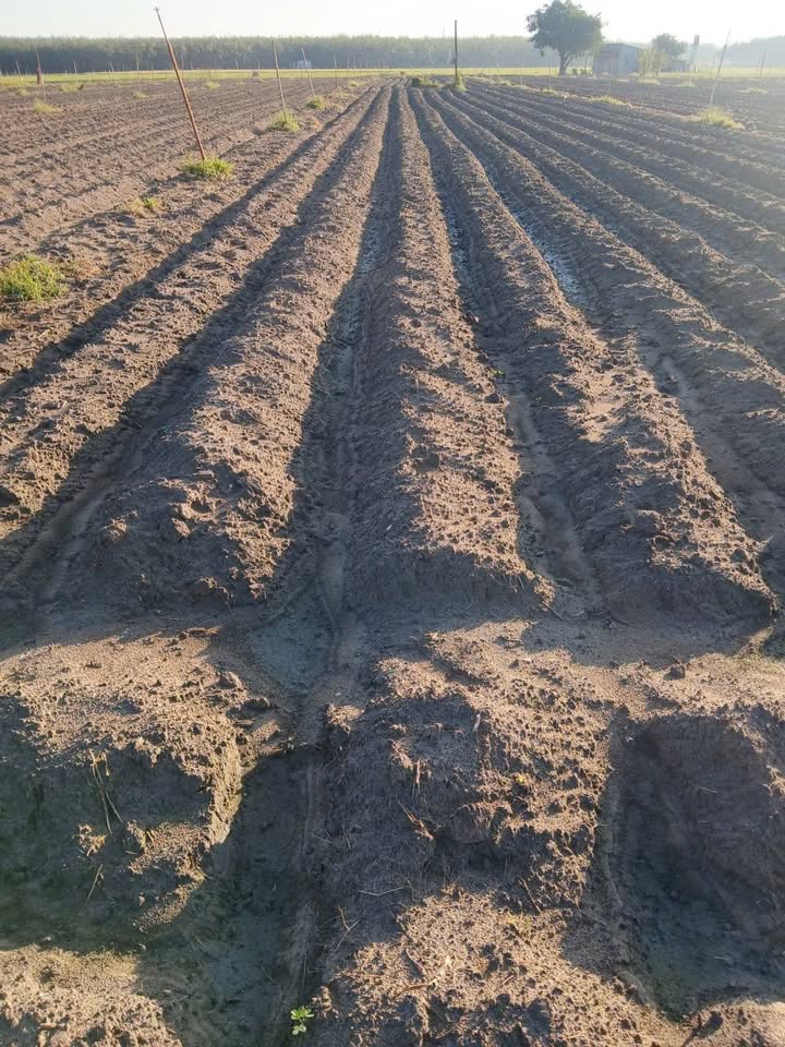 Đất nền Tân Hưng, Tân Châu, Tây Ninh 138m² giá 1.6 tỷ - Cơ hội đầu tư hấp dẫn!