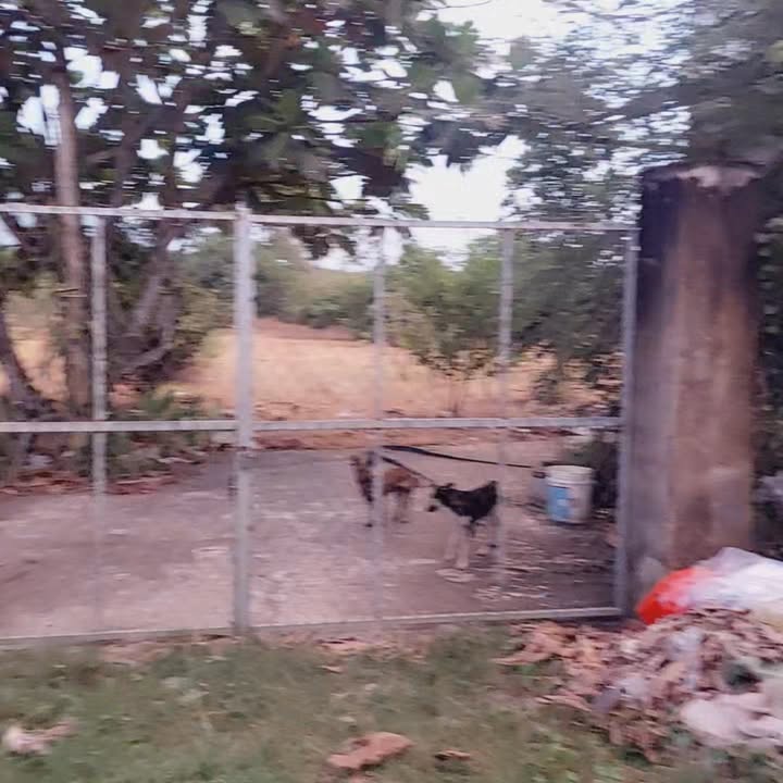 Đất vườn Trà Vong Tân Biên 10.000m² giá 2.9 tỷ - Nhiều cây ăn trái, hệ thống tưới sẵn có!