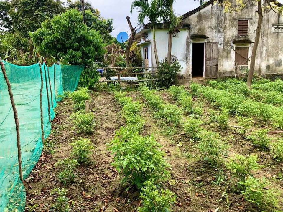 Đất nền Đại Hồng - Đại Lộc 250m² giá 500 triệu - Sổ đỏ chính chủ, cơ hội đầu tư hấp dẫn!