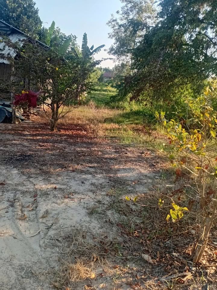 Đất nền Ấp 5, xã Mỹ Bình, huyện Đức Huệ, 230m² giá 800 triệu - Sổ hồng chính chủ!