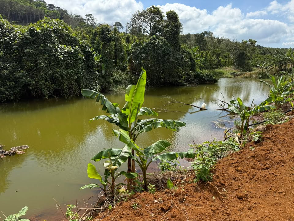 Đất nền Đắk Nông 9.800m² giá 1.7 tỷ - Đầu tư sinh lời hấp dẫn!