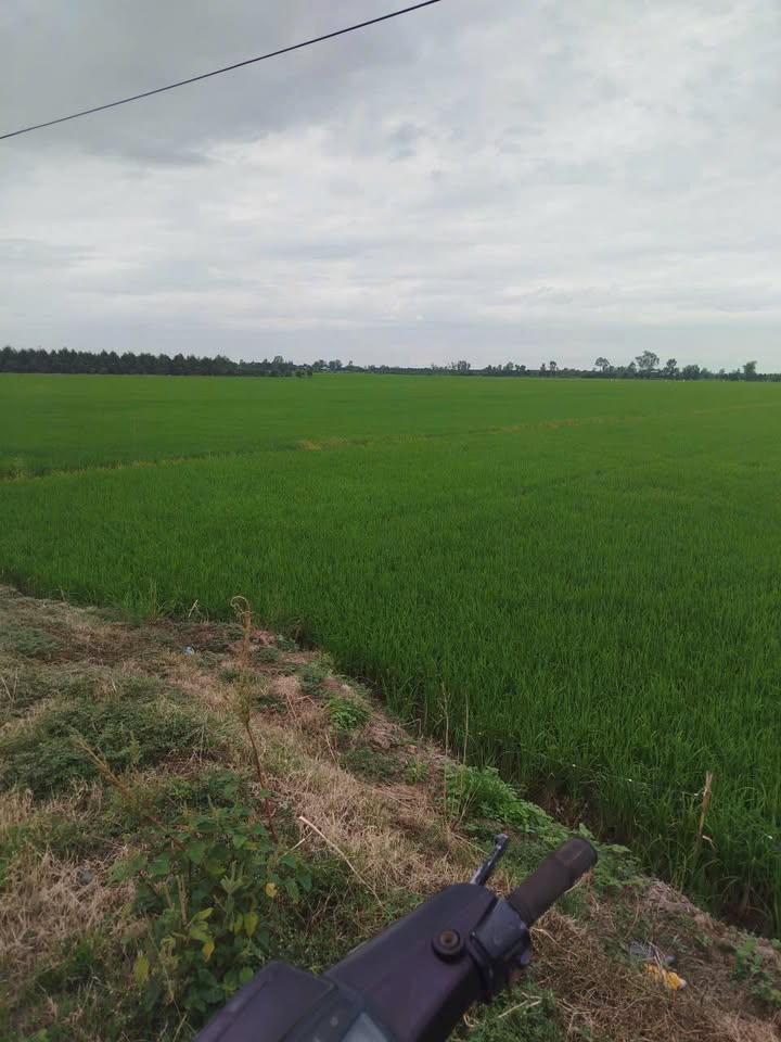 Đất ruộng Tân Công Chí 15000m² giá 1.875 tỷ - Đường xe chạy tới nơi!