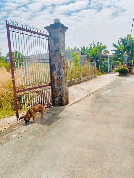 Đất thổ cư Tân Thạnh Đông Củ Chi 450m² giá 2.9 tỷ - Mặt tiền đường nhựa thuận lợi!