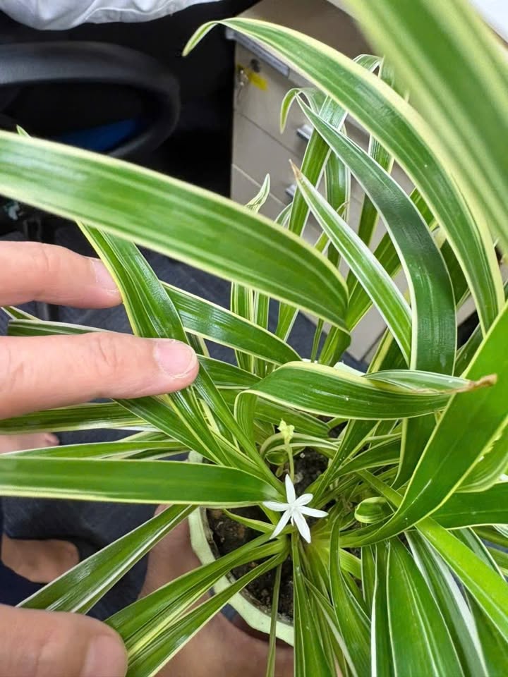 Đất tái định cư Cảng cá Tịnh Hoà, Quảng Ngãi 300m² - Giá chỉ 1 tỷ!