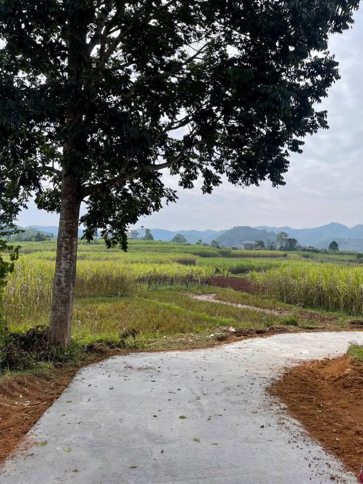 Đất thổ cư 5600m² tại Nam Phong, Cao Phong - Giá chỉ 5.6 tỷ - Đầu tư sinh lời ngay!