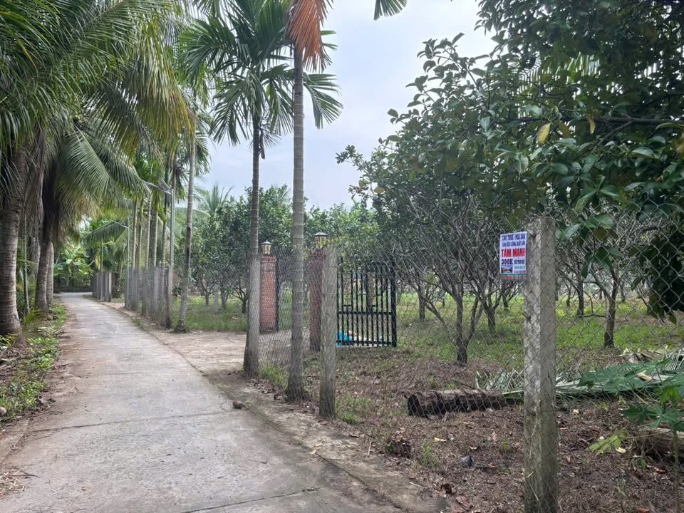 Đất vườn thổ cư 1.662m² tại xã Tân Thạch, Bến Tre - Giá chỉ 3.2 tỷ