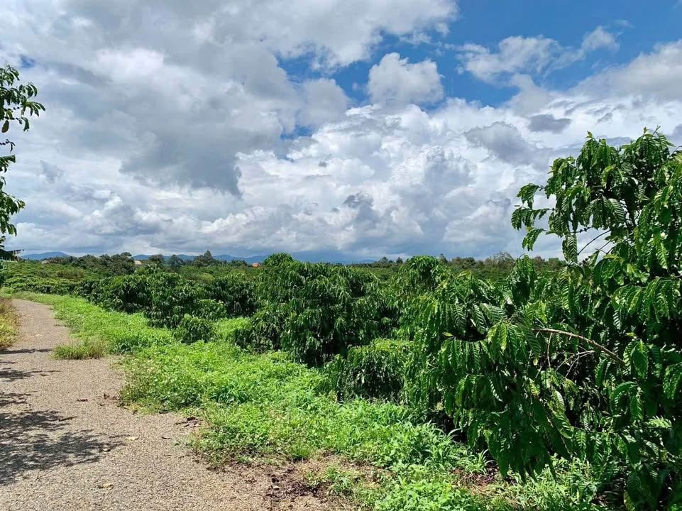 Đất thổ cư tại xã Tân Lạc, Bảo Lâm 10.000m² giá 5.6 tỷ - Tiềm năng sinh lời cao!