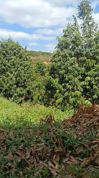 Đất nông nghiệp Thọ Sơn 20.900m² giá 6.2 tỷ - Đang trồng 160 cây sầu riêng