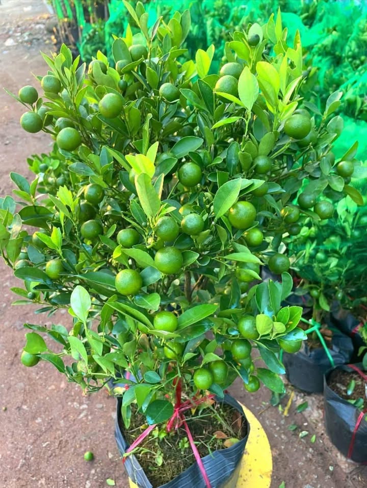 Đất 500m² Thủy Biều, Huế chỉ 4 tỷ - Pháp lý rõ ràng, giá tốt hiếm có!