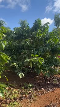 Đất nền Cư Né, Krông Búk 12568m² giá 280 triệu - Bớt lộc cho khách thiện chí!