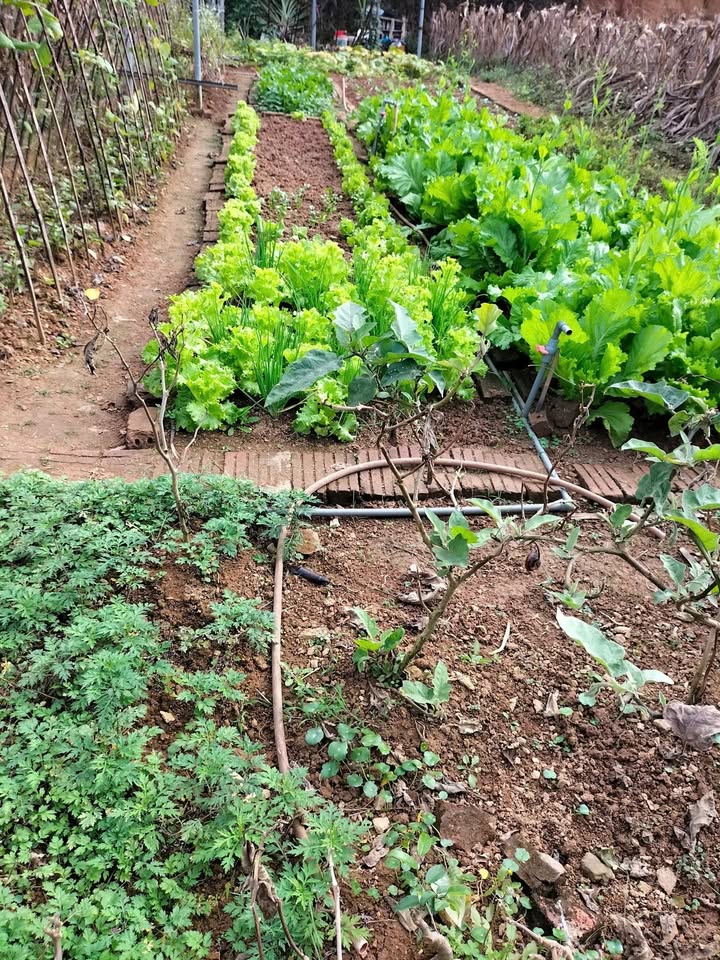 Đất thổ cư 125m² tại QL70, Yên Bình - Giá chỉ 500 triệu!