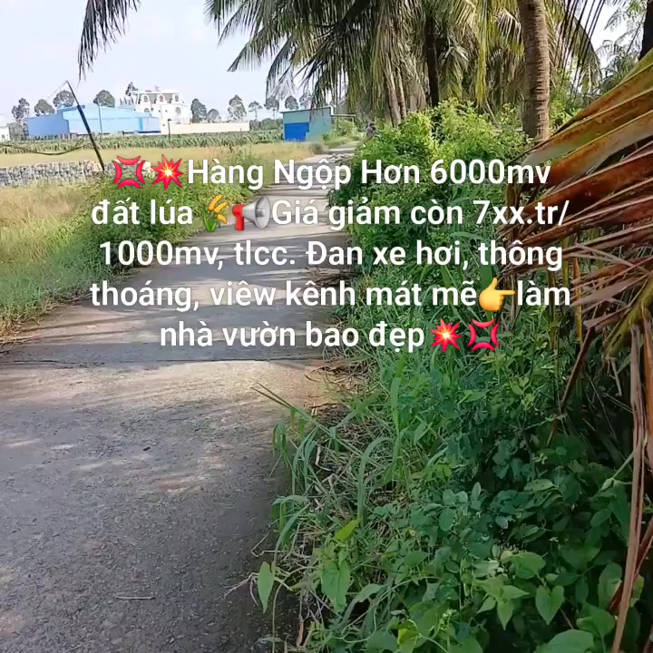 Đất thổ cư Hiệp Thạnh, Châu Thành, Long An 6231m² giá 700 triệu - Tiềm năng đầu tư không thể bỏ lỡ!