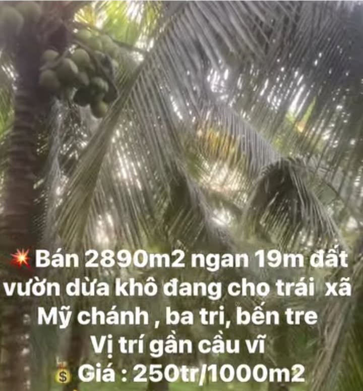 Đất vườn dừa 2890m² tại xã Mỹ Chánh, Ba Tri - Giá tốt đầu tư!