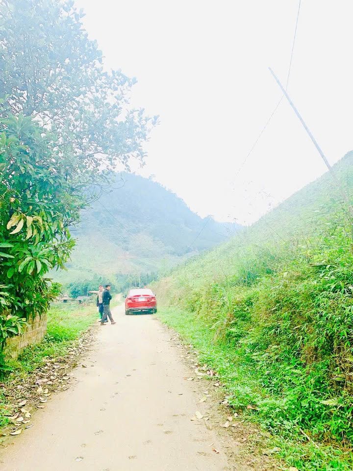 Đất Farm 3,9ha tại Thạch Kiệt, Tân Sơn - Cơ hội đầu tư hấp dẫn!