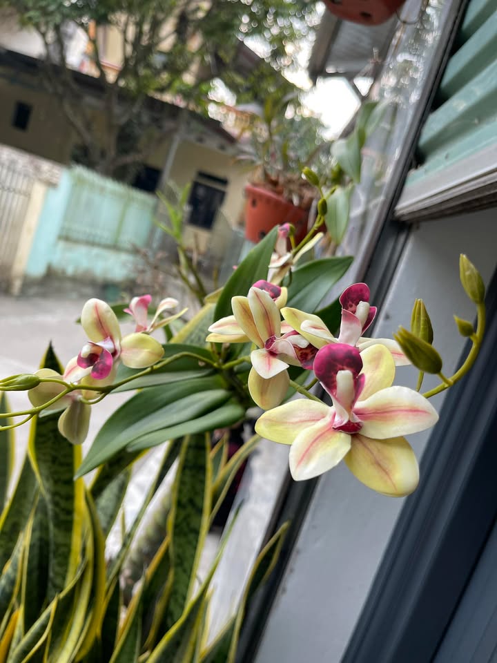 Đất nền Tân Thịnh Yên Bái 240m² giá 3 tỷ - Đường thông thuận lợi!