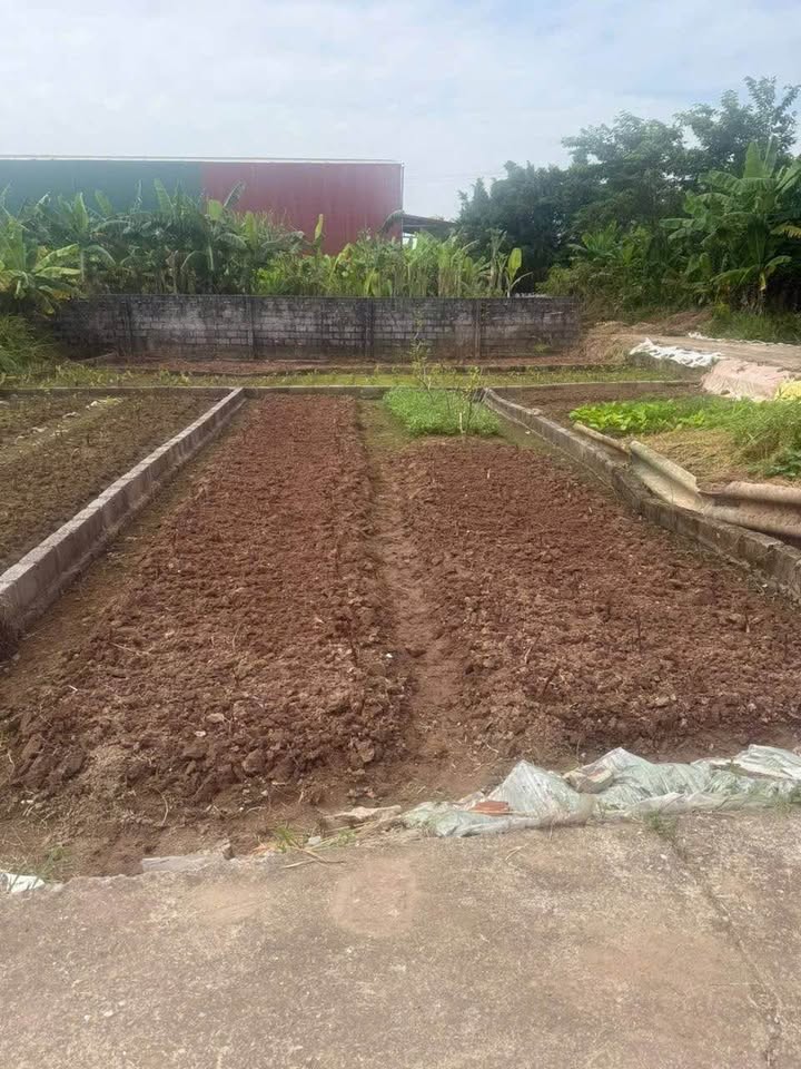 Đất nền chính chủ xã Chương Dương Thường Tín 100m² - Vị trí đắc địa, sổ đỏ sang tên ngay!