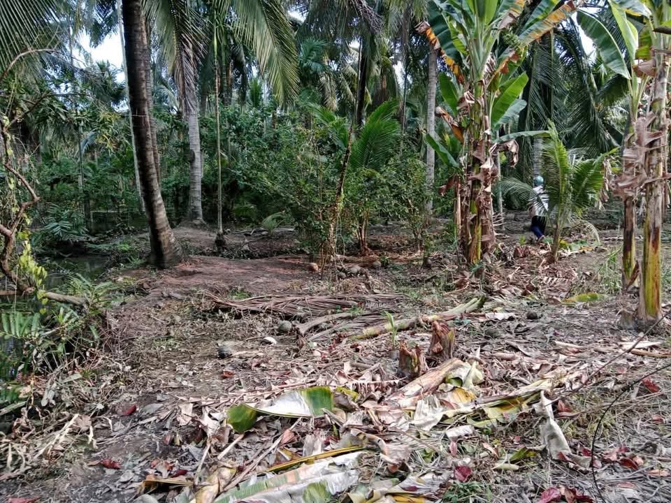 Đất nền Châu Bình, Giồng Trôm 500m² giá 500 triệu - Mặt tiền đường nhựa 4m