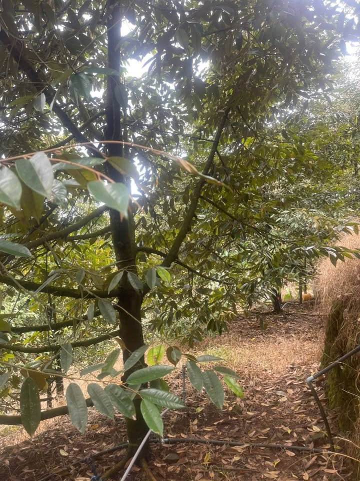 Farm Đất Sầu Riêng Phước Lộc 6000m² giá 1.5 tỷ - Đầu tư sinh lời cao!