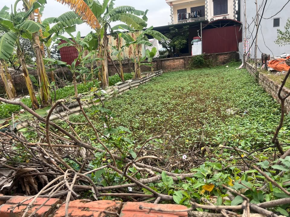 Đất nền Quang Tiến, Sóc Sơn 168m² chỉ 2.55 tỷ - Giá tốt nhất cho nhà đầu tư!