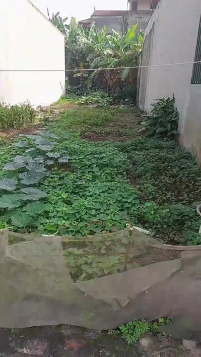 Đất nền phường Đồng Văn, Duy Tiên 94m² giá chỉ 2 tỷ - Cơ hội đầu tư hấp dẫn!