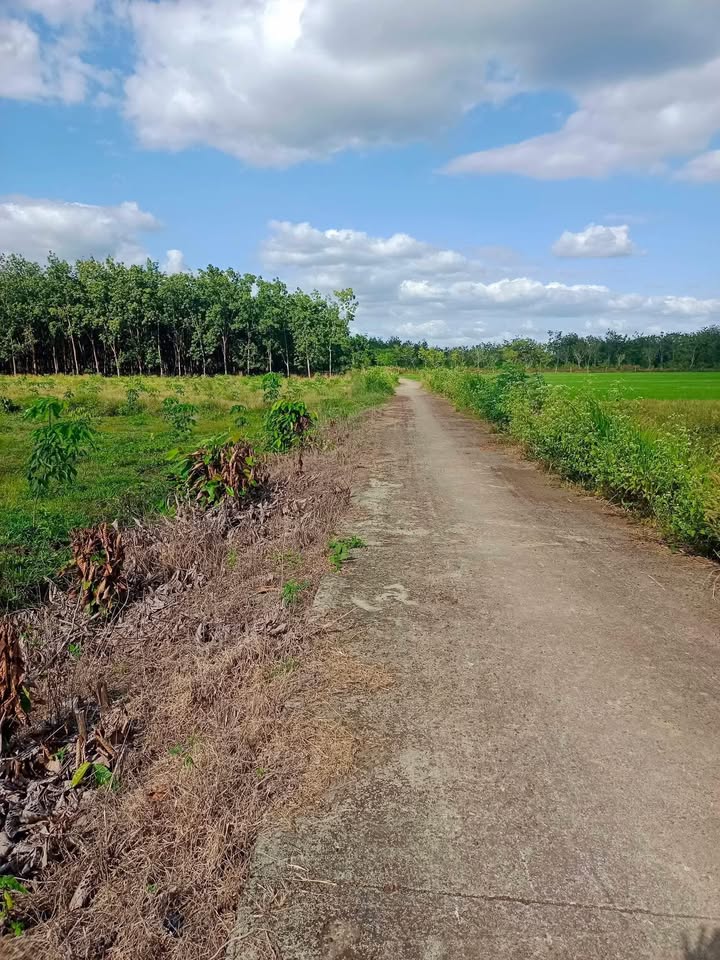 Đất Farm 3ha Thiện Hưng, Bù Đốp giá 8.25 tỷ - Đất bằng phẳng, vị trí thuận lợi!